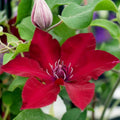 Red Clematis Vine Plant, Clematis Vine Plants Live in 2.5 Inch Pot by HILROQG