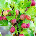 Gooseberry Bush Live Plant, Gooseberry Shrub Starter Plant, 5-9 Inch Tall by HILROQG