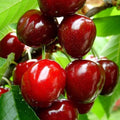 Barbados Cherry Live Plant, Fruit Tree, 5-7 Inch Tall by GardenNurserySince1996