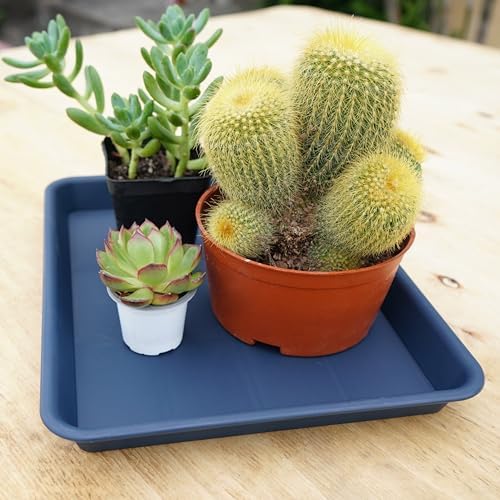 VUWEZ Plant Growing Trays 2 Pack, Plant Tray, 14.5"x11", Heavy Sturdy Plastic Plant Saucer Seed Trays, Seedling Starter Tray, Plant Drip Trays for Indoors, Seed Starter Growing Tray (Blue) - Image 7