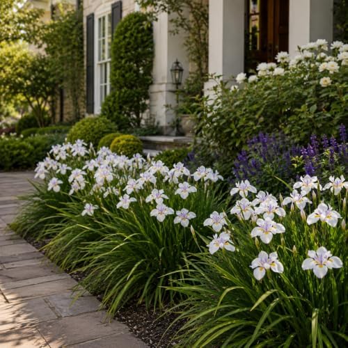 African Iris White - 3 Live Plants - Dietes Iridioides - Drought Tolerant Groundcover Grass - Image 4