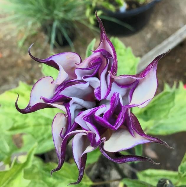 Black Currant Angel’s Trumpet Live Plant – Brugmansia Hybrid – Purple White Flowers – Fragrant Tropical Shrub – in Pot - Image 5