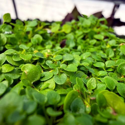 Mentha requienii, Corsican/Creeping/Rock Mint, GroundCover, Cnt Sz: 3" - Image 6