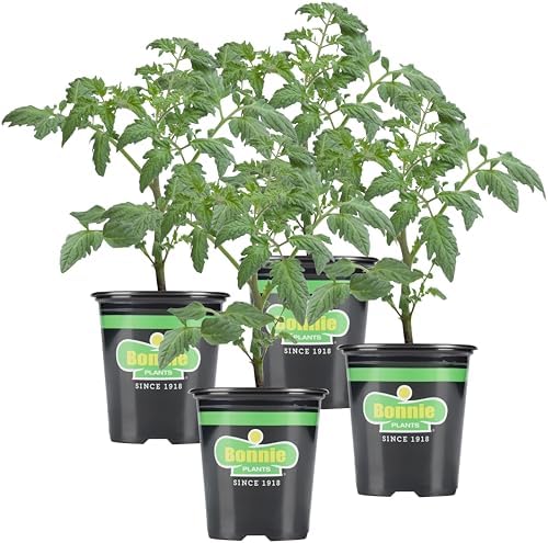 Bonnie Plants Bush Goliath Tomato, Live Plant, 19.3 oz., 4-Pack by BonniePlants