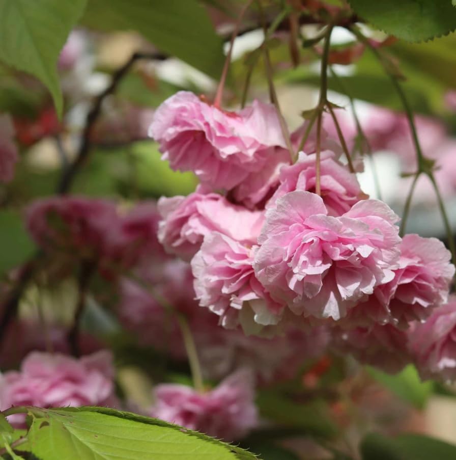 Kwanzan Flowering Cherry Trees Live Plant Cherry Blossom Tree, Ornamental Tree Double Pink Blooms, 6-12" Tall in Small Pot - Image 3
