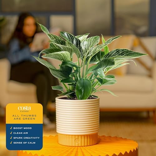 Costa Farms Birkin Philodendron, Live Indoor Plant, Tropical Houseplant - Image 5