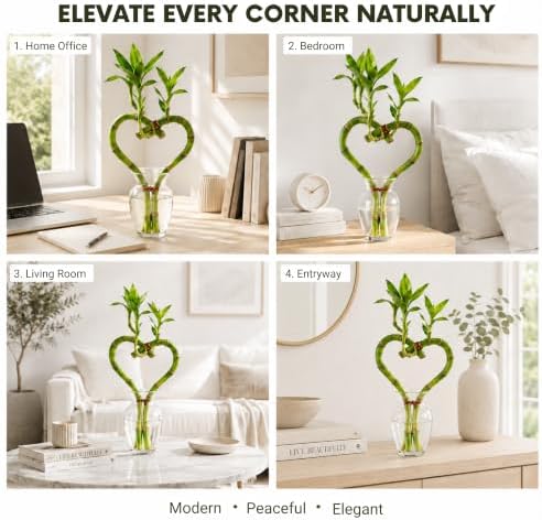Lucky Bamboo Live Plant Heart Shaped, Zen Indoor Hydroponic Plant - Image 4
