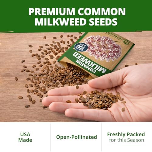 HOME GROWN Common Milkweed Seeds, 150 Seeds, Asclepias syriaca - Image 7