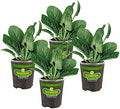 Bonnie Plants Bonnie's Spinach 19.3 oz. 4-pack by BonniePlants
