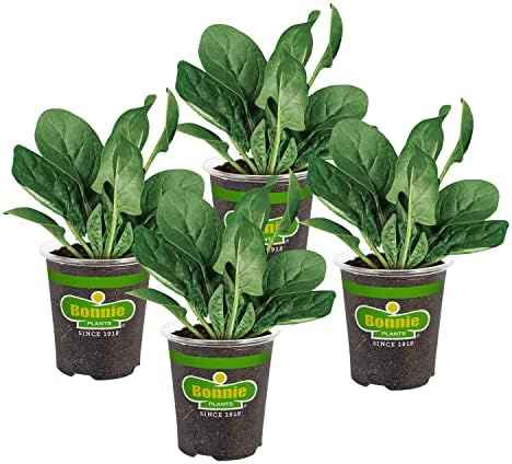 Bonnie Plants Bonnie's Spinach 19.3 oz. 4-pack by BonniePlants