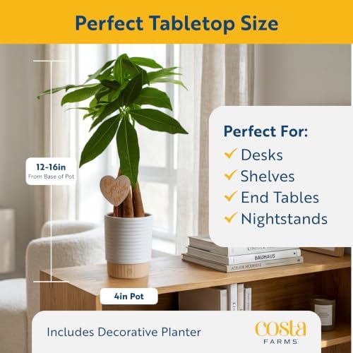 Costa Farms Money Tree, Live Indoor Plant, for Gifting, 16 in. Tall - Image 2