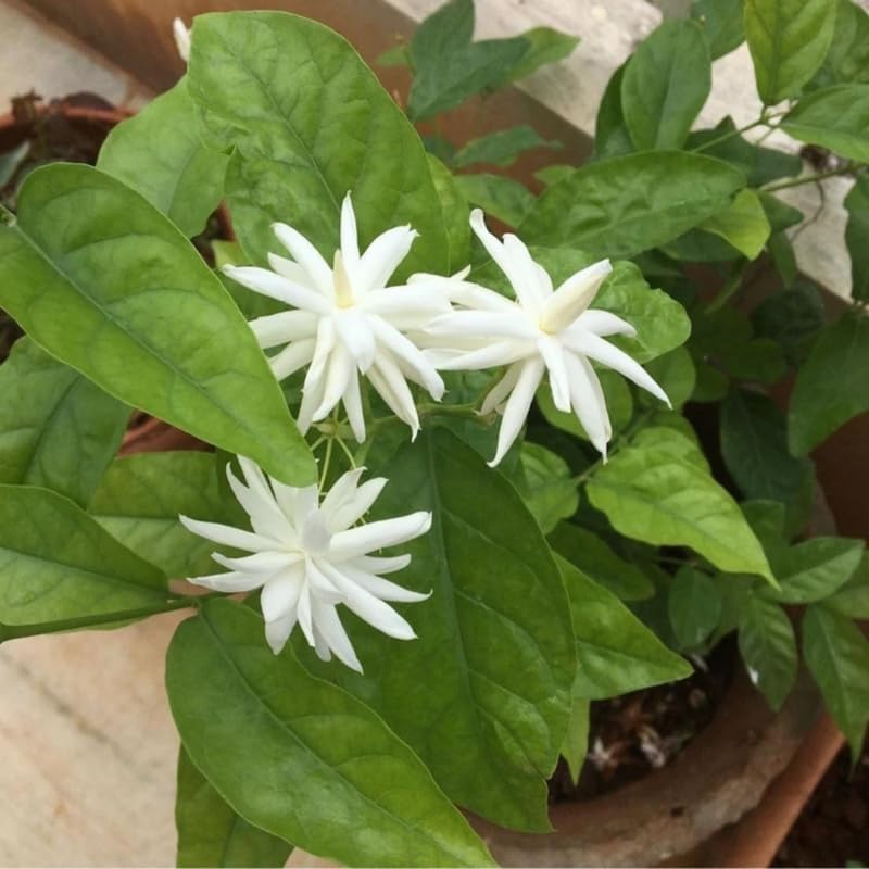 Belle Arabian Jasmine Plant, Indoor Outdoor Flower Plant, 4-9 Inches - Image 2