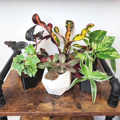 Easy to Grow Live Houseplants (6 Pack), Deluxe Collection of Assorted Air Purifying Indoor Plants, Peperomia, Spider Plants, No Duplicates, Pothos, Easy Plant Care, 2 in Pots, Begonia, Croton - Image 3