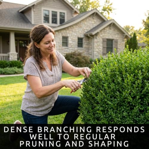 30 Chinese Boxwood Seeds | Evergreen Shrub Seeds for Planting - Image 2