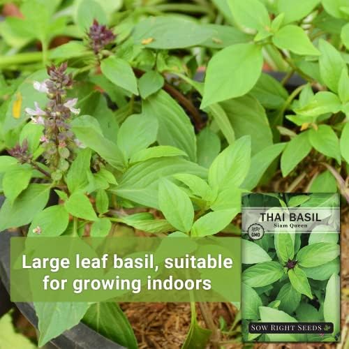 Sow Right Seeds - Siam Queen Thai Basil Seeds for Planting Your Herb Garden - Image 3