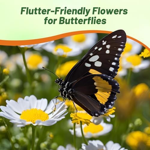 Outsidepride Creeping Daisy Chrysanthemum Seeds - 5,000 Pcs. Annual, Drought Tolerant Flower Seeds for Planting in Pollinator Gardens, Cut Flowers & Low Maintenance Landscaping - Image 6