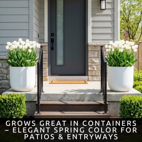 25 White Wedding Dress Tulip Bulbs | Double White Tulips for Spring Gardens - Image 6