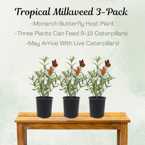 American Plant Exchange Milkweed Tropical Plants – 6-Inch Pot 3-Pack – Live Tropical Red & Yellow Flowering Butterfly Weed, Monarch Host Plant for Pollinators, Bees & Outdoor Gardens - Image 2