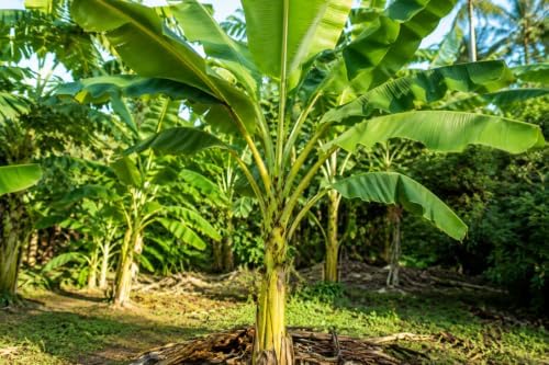Truly Tiny Banana Tree (4 Pack) Live Plant PlugCompact Tropical Banana - Image 3