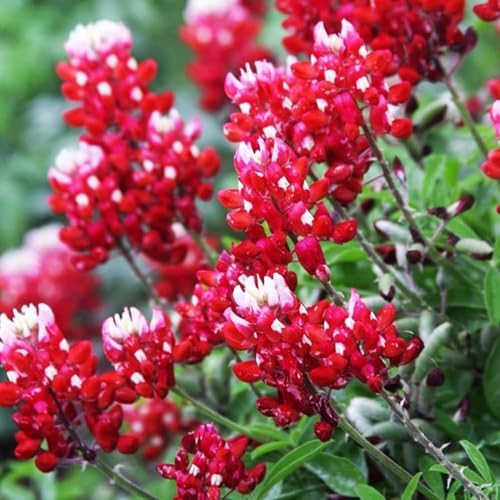 1100+ Texas Bluebonnet Seeds for Planting - Annual Lupinus Texensis, Heirloom Drought-Tolerant Wildflower Seeds Attracts Pollinators - Image 5