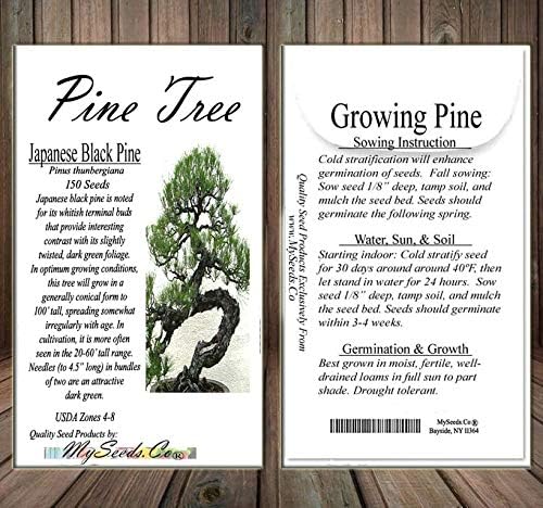 Big Pack Bonsai Tree Seeds - Japanese Black Pine Tree (150 Seeds), Pinus thunbergiana Pine Tree Seeds - Non-GMO Seeds by MySeeds.Co (Big Pack - Japanese Black Pine) - Image 5