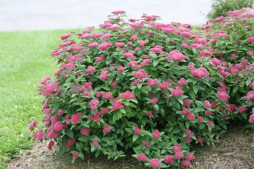 Proven Winners - Spiraea jap. Double Play Red (Spirea) Shrub, red flowers, #3 - Size Container - Image 4