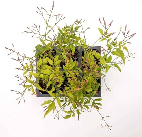 6 Pink Jasmine – Highly Fragrant White-Blooming Evergreen Climbing Vine for Trellises, Fences & Containers (Jasminum polyanthum) in 2.5″ Cubes, Live Plants - Image 6