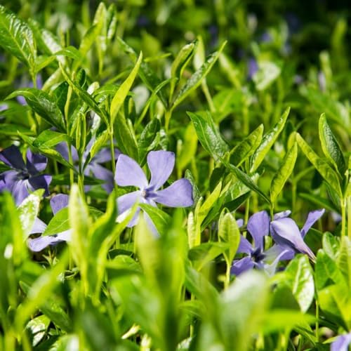 50 Vinca Periwinkle Plants Live, Outdoor Garden Flower Plant - Image 5