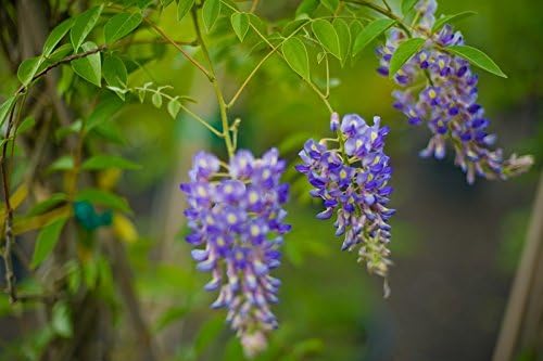 Blue Moon Wisteria Vine - Massive Foot Long Fragrant Flowers - Attract Hummingbirds - 2 - Year Plant by - Japanese Maples and Evergreens - Image 6