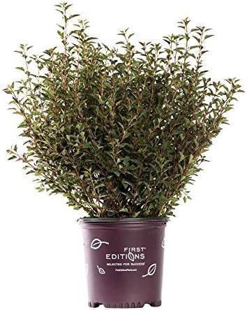 First Editions - Physocarpus op. Little Devil (Ninebark) Shrub, burgundy foliage, #3 - Size Container by GreenPromiseFarms