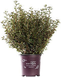 First Editions - Physocarpus op. Little Devil (Ninebark) Shrub, burgundy foliage, #3 - Size Container by GreenPromiseFarms
