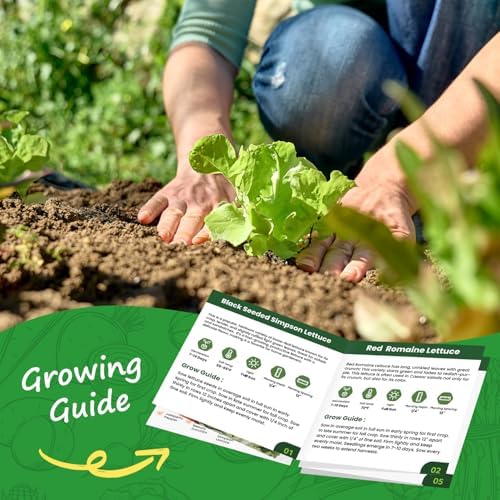 Heirloom Lettuce Seeds - 5 Varieties Lettuce Seeds for Planting - Black Seeded Simpson, Iceberg, Buttercrunch, Parris Island Cos & Lolla Rossa Lettuce - Home Garden & Hydroponic Seeds - Image 4