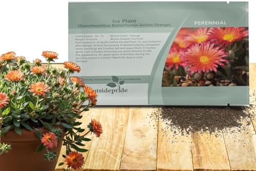 Outsidepride Gelato Orange Ice Plant Seeds - 10000 Pcs Perennial, Drought Tolerant Ground Cover Seeds for Planting Vibrant Trailing Blooms, Ideal for Sunny Gardens & Xeriscape Landscaping by Outsidepride