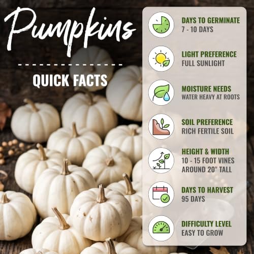 Seed Needs Baby Boo Pumpkin Seeds to Plant Vegetables - 10 Packs - Image 4