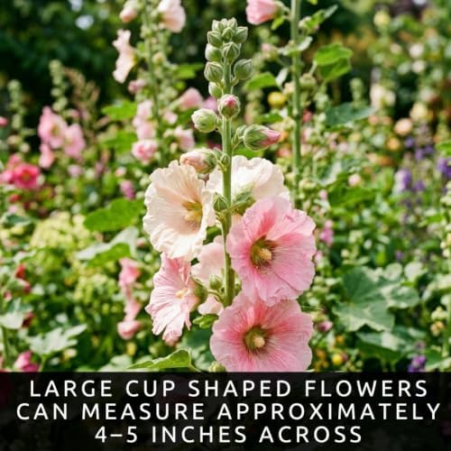 Hollyhock Flower Seeds for Planting | 100 Seeds | Tall Mixed Color Blooms - Image 4