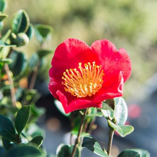 Perfect Plants Yuletide Sasanqua Camellia, 1 Gallon, Live Plant - Image 5
