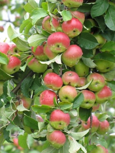 Pink Lady Apple Tree, 1 Gallon Live Nursery Pot, Sweet-Tart Fruit | Arbor Day Foundation (Due to Agricultural Laws, Unavailable to CA, WA or AZ) - Image 2