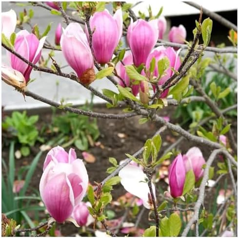 Jane Magnolia Tree Live Plant – Magnolia grandiflora ‘Jane’, Fragrant Magnolia Flowers, Fast Growing Ornamental Magnolia Plant, 2–3 ft Live Magnolia Tree for Garden, Zones 5–9, Easy Care by PixiesGardens