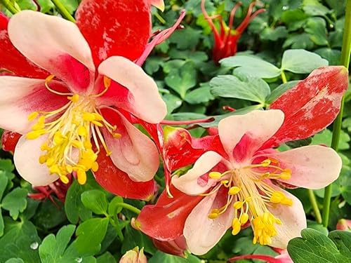 Greenwood Nursery: Live Perennial Plants - 'Kirigami' Red & White Columbine + Aquilegia caerulea - [Qty: 1x Pint Pot] - (Click for Other Available Plants/Quantities) by GreenwoodNursery