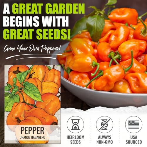 Seed Needs Orange Habanero Hot Pepper Seeds to Plant Vegetables - 10 Packs - Image 2