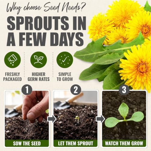 Seed Needs Common Dandelion Seeds to Plant an Herb Garden - 5 Packs - Image 5