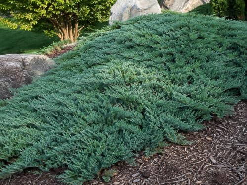 20 Blue Rug Juniper Wiltonii Live Plants | Juniperus Horizontalis | - Image 5