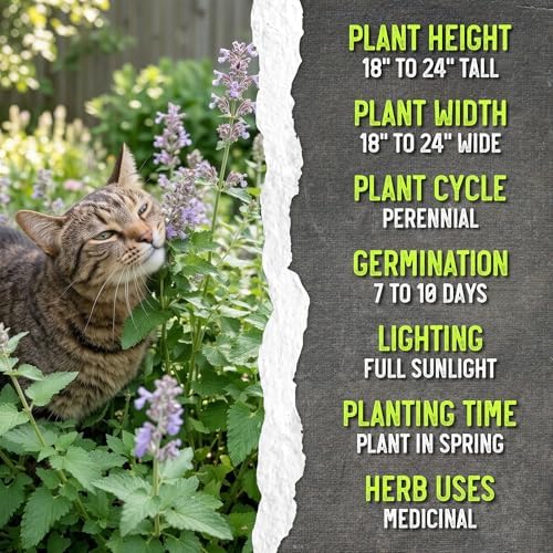 Seed Needs Catnip Seeds to Plant an Herb Garden - 1 Pack - Image 7