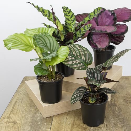 Pet Safe Live Prayer Plant Calathea Collection (3PK) in 4 Inch Pots, Pet Friendly Houseplants, Rattlesnake Plant, Orbifolia, Non-Toxic Houseplant Mix - Image 2