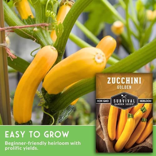 Golden Zucchini Seeds for Planting - 2 Packs - Image 3