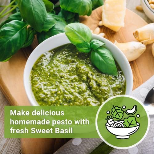 Sow Right Seeds - Genovese Sweet Basil Seed for Planting an Herb Garden 4pk - Image 5