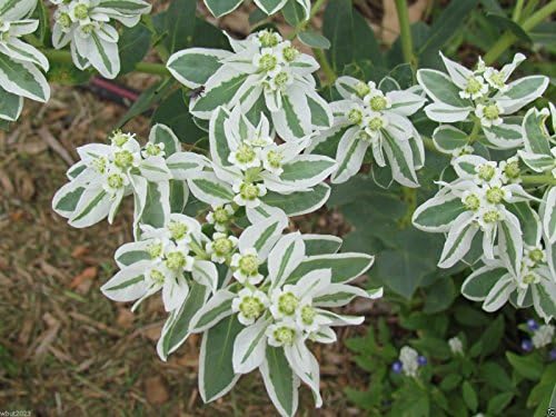 SNOW ON THE MOUNTAIN Flowers Seeds,Euphorbia Marginata,Drought resistant !(500 Seeds) - Image 2