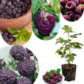 Raspberry Plant Live, Backyard Berry Bush Plant, 5-9 Inch Tall by UIOTER