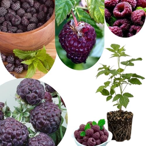 Raspberry Plant Live, Backyard Berry Bush Plant, 5-9 Inch Tall by UIOTER