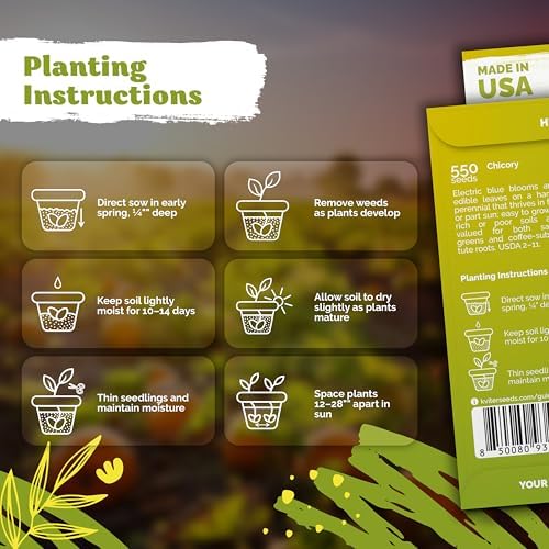 550 Chicory Heirloom Flower Seeds for Planting, Cichorium Intybus - Image 3